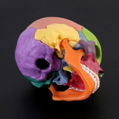 15pcs/set 4D Disassembled Cozlor Skull Anatomical Model Deta
