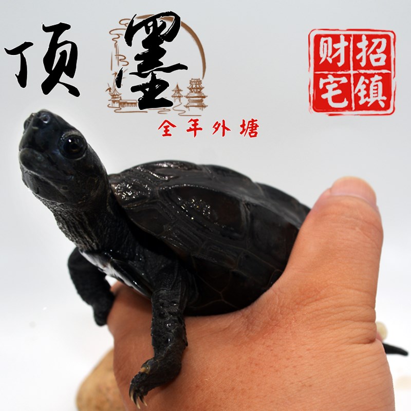 顶墨龟纯种全黑小乌龟活物活体稀有苏北金线O草龟家养招财长寿龟