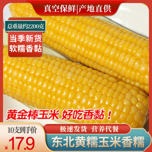 非即食东北早餐黄糯220克x10支 新鲜糯玉米棒甜新鲜粘黏真空包装