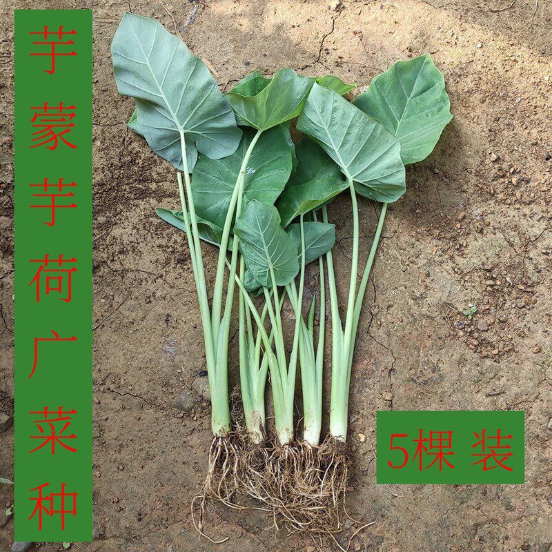 5棵装带根广菜苗白芋苗食梗芋梗芋白叶芋蒙芋荷蔬菜种地盆栽庭院