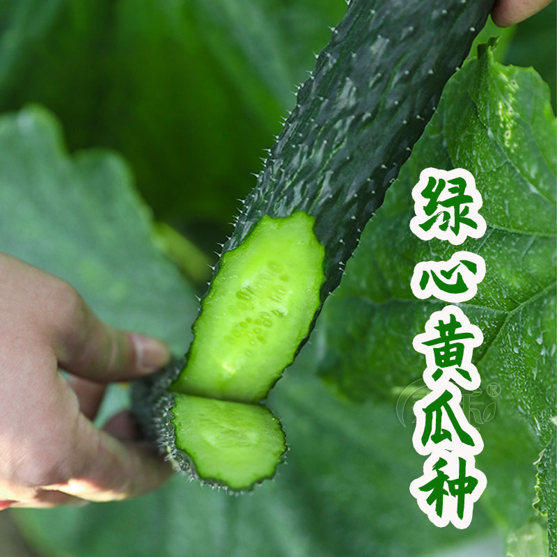 高产绿心黄瓜种子籽苗秧大