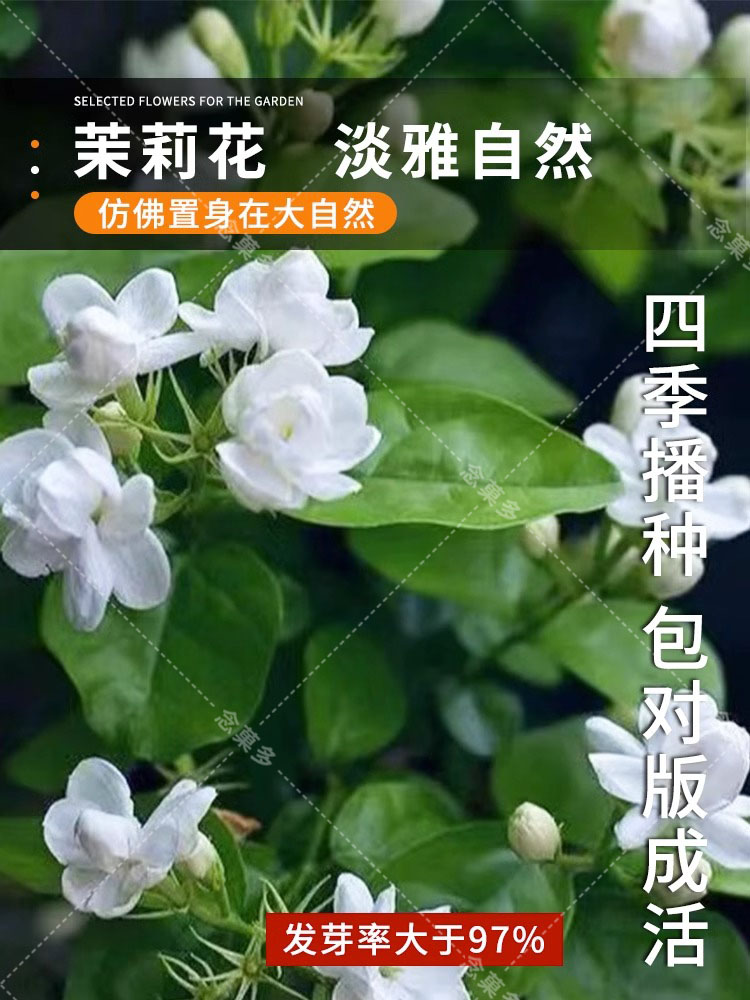 茉莉花种孑籽风车虎头白紫非洲茉莉花种子粒盆栽植物室内浓香四季