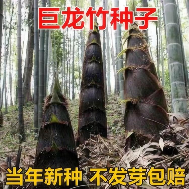 大型巨龙竹种子苗楠竹笋苗巨龙竹四季户外种植家庭阳台蔬菜种子-封面