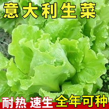 生菜意大利全年生菜王种子高产四季蔬菜阳台菜种孑籽种菜籽奶油籽