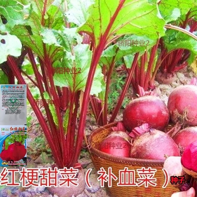 红梗甜菜种子紫头根血通色
