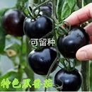 黑西紅柿種苗種籽盆栽水果春季 黑騎士櫻桃黑番茄種子四季 蔬菜種孑