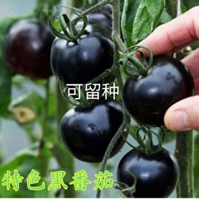 黑骑士樱桃番茄种子四季西