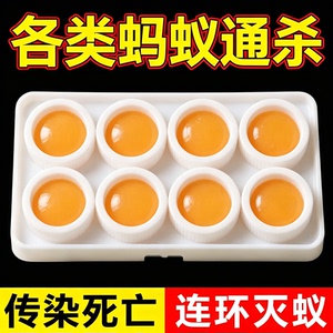 强效蚂蚁饵剂诱食根除室内小红蚁