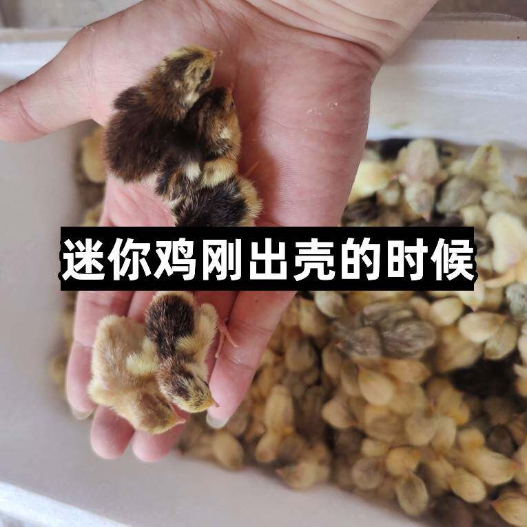 速发宠物鸡可孵化j受精种蛋迷你网红小鸡蛋纯白瓦灰德系变异鹌鹑