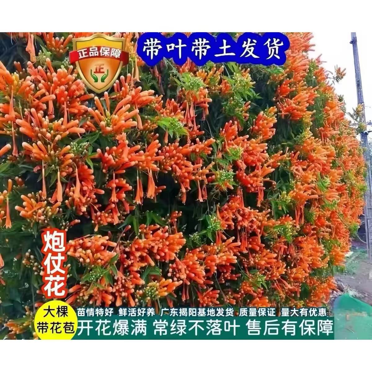 炮仗花苗四季爬藤攀援
