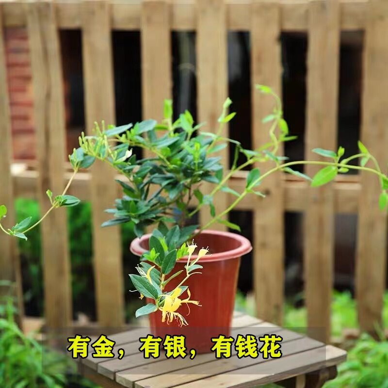 金银花苗爬藤植物可食用药用盆栽四季开花耐寒花卉黄白金银花树苗