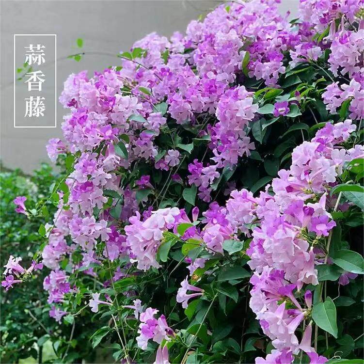 蒜香藤花苗 紫铃藤花 耐晒爬藤植物四季庭院阳台垂吊攀爬围墙植物