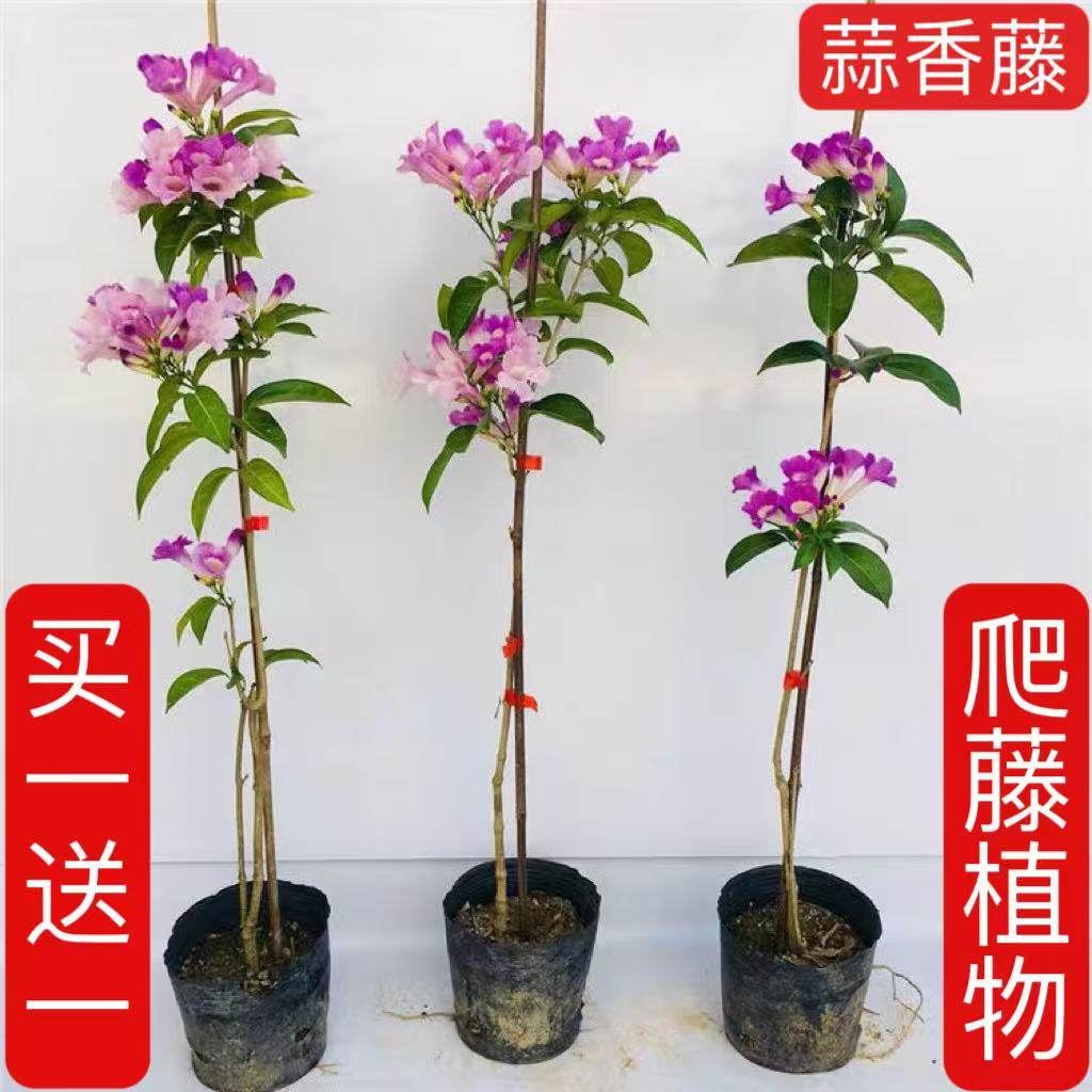 蒜香藤花苗 紫铃藤花 耐晒爬藤植物四季庭院阳台垂吊攀爬围墙植物,鲜花速递/花卉仿真/绿植园艺,时令草本花卉,淘宝优惠券,粉丝福利购,淘宝优惠卷