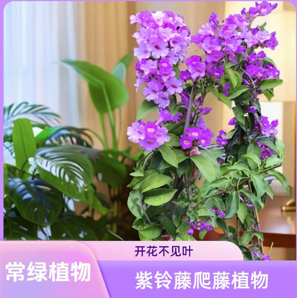蒜香藤花苗 紫铃藤花 耐晒爬藤植物四季庭院阳台垂吊攀爬围墙植物