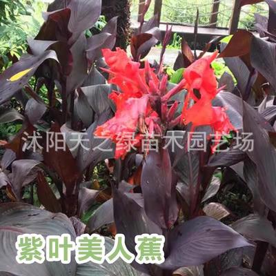 水培水生花卉美人蕉菜苗草水竹再力花黄菖蒲千屈旱伞池塘湿地植物