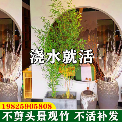 不剪头室内盆栽竹子观赏竹子苗庭院四季青景观竹绿竹金竹苗紫竹苗