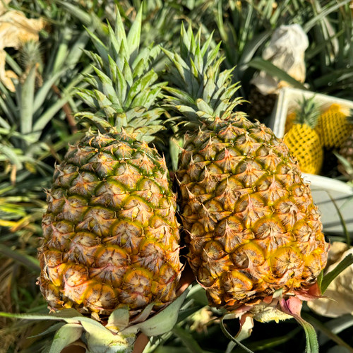 海南金钻凤梨 天地盖礼盒普通快递发货