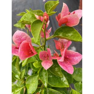 甜西瓜 三角梅 做高飘 飘枝 四季开花 非常勤花。软枝条