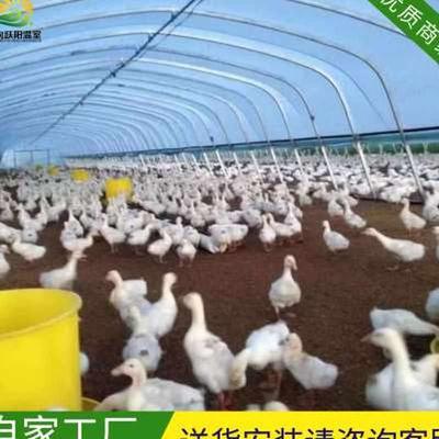 极速养殖大棚骨架养鸡场猪舍牛棚羊圈仓库棚温P室钢管钢架养猪大