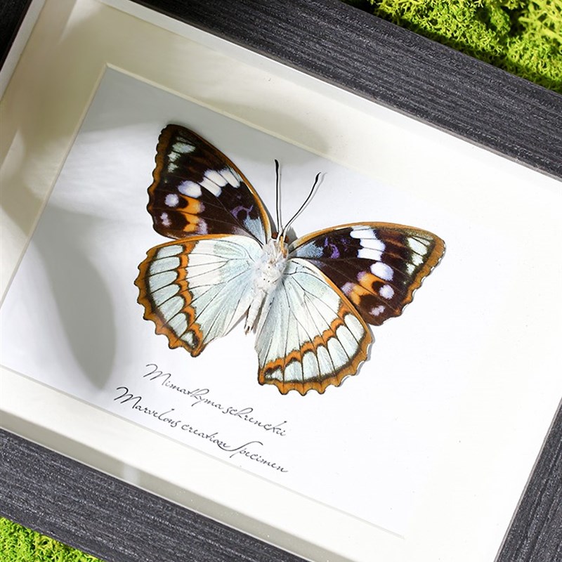 极速白斑迷蛱蝶蝴蝶标本展示框罕见昆虫送女O友高颜值桌面摆件礼