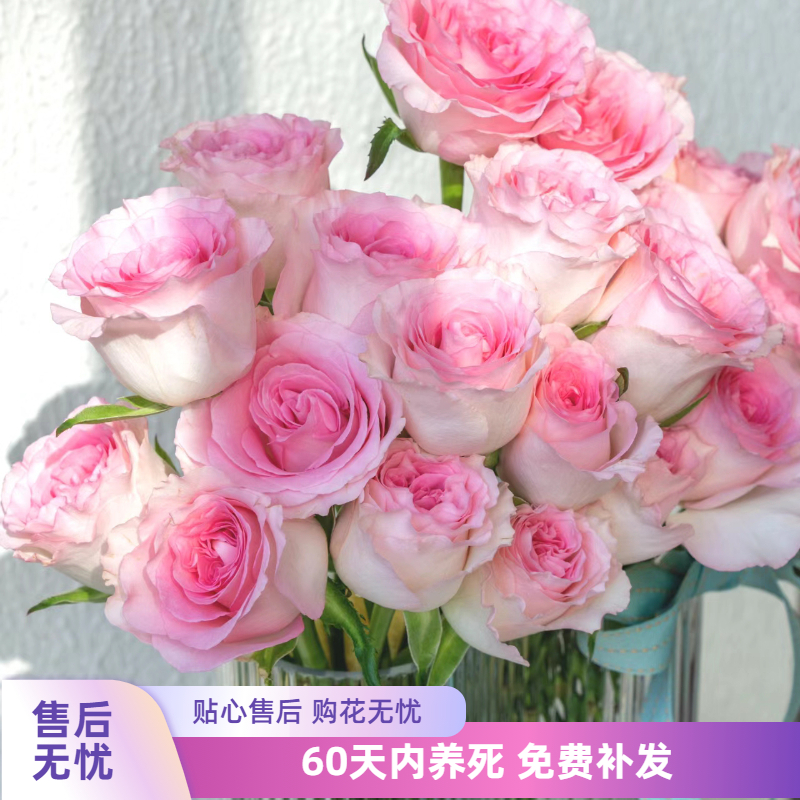 极速洛神月季花苗大花浓香切花月季四季开花阳台庭院X盆栽花卉玫