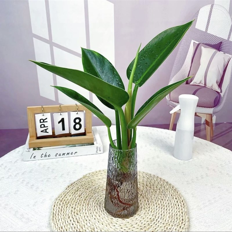 极速金钻盆栽水培植物室内耐阴绿植桌面净化空气绿Y公主四季好养