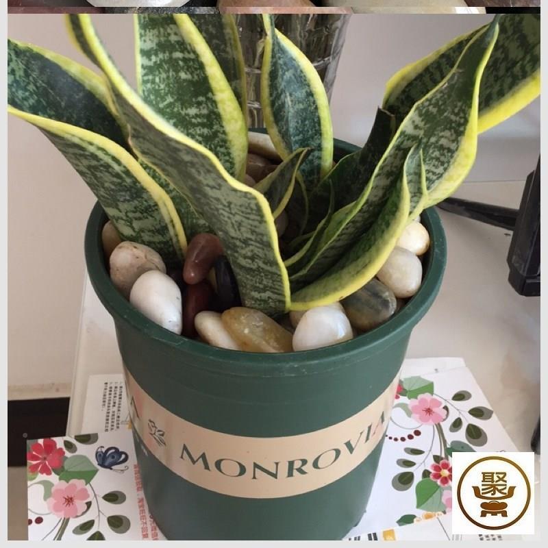 极速鱼缸彩石大鱼缸池水草缸养乌龟D小石子小石粒铺底花瓶里的花