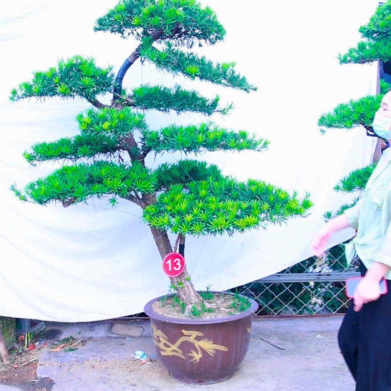 极速新品罗汉松大树庭院盆景树迎客松黑松造J型树T别墅大型小叶罗