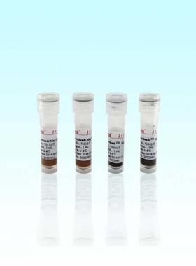 琼脂糖氨基磁珠(10-3μm) 海狸Beaver 5 mL 20%(v/v)70213P-5