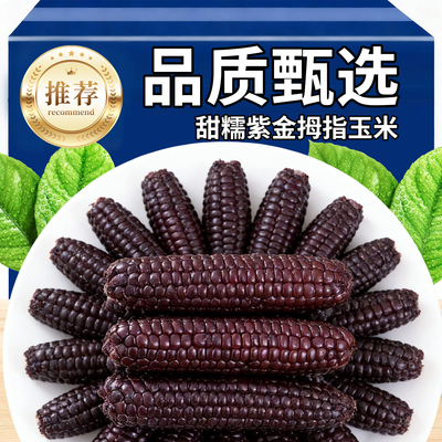 西双版纳拇指紫糯玉米新鲜甜糯