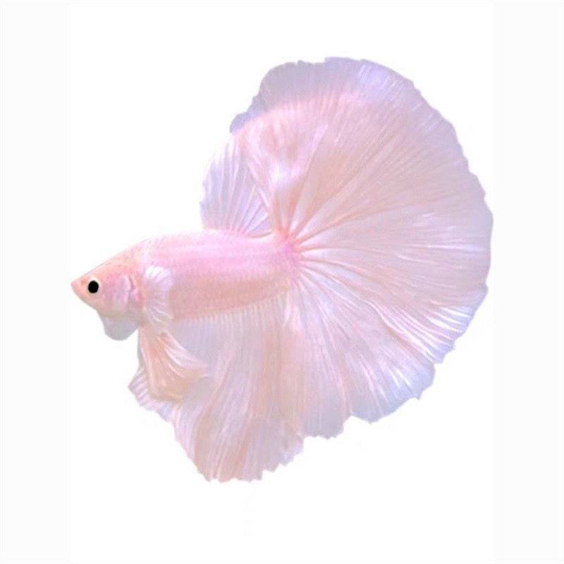 极速泰国斗e鱼仙女款半月粉色超美斗鱼懒人网红宠物热带观赏鱼好