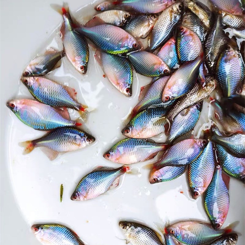 极速好养淡水观赏鰟鮍鱼七彩石旁皮F除藻冷水鱼活体小型鱼苗原生