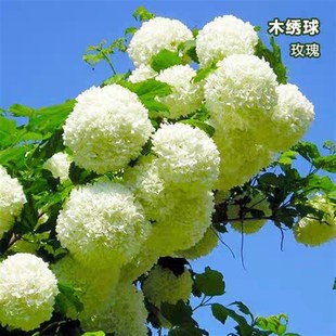 极速梅梅花卉52u0欧洲玫瑰木绣球26.8