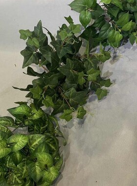 彷真地景b叶绿植草阔叶类40-70厘米中号植物把束草彷真苹果叶