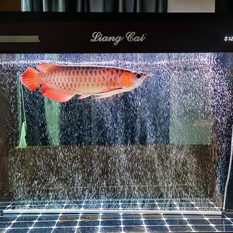 比多克鱼缸配件增氧气泡条氧气泡石G气盘增氧气泡造景增氧机配件