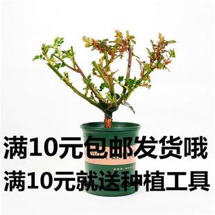 花苗玫瑰花老桩老根四季 月季 盆栽室内开花不断大花浓香室外特大花