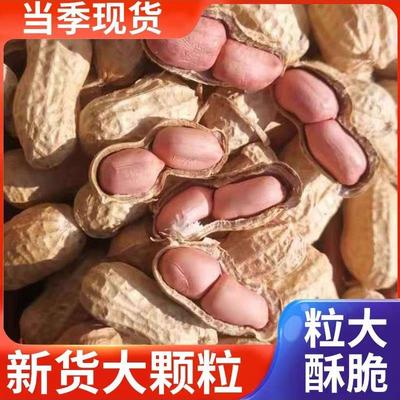 2025年新鲜带壳晾晒干花生