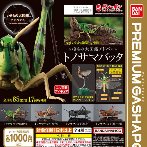 预订生物图鉴蝗虫蚱蜢草蜢仿真大