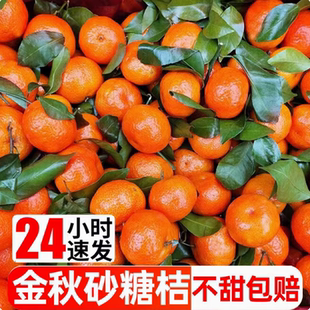 广西砂糖橘9斤新鲜水果当季手撕早熟沙糖桔柑橘子丑时令