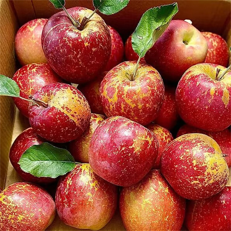 大凉山丑苹果9斤新鲜当季水果青盐源红富士冰糖心丑平果包邮,水产肉类/新鲜蔬果/熟食,苹果,淘宝优惠券,粉丝福利购,淘宝优惠卷