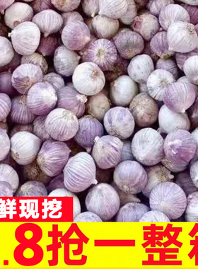 云南独头蒜紫皮大蒜独头干大蒜头红皮现挖蒜独蒜5斤紫蒜新鲜