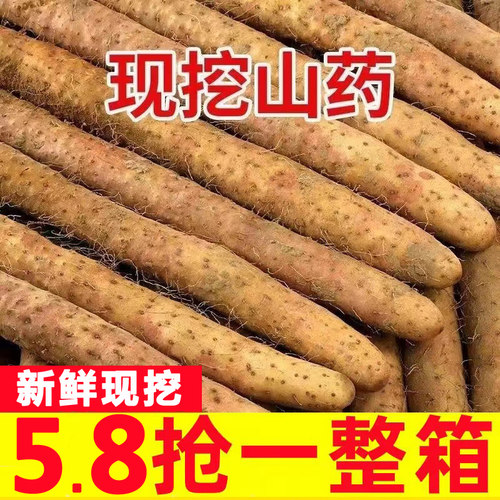 铁棍山药淮山河南焦作温县