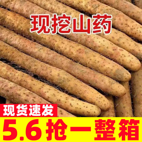 铁棍山药淮山河南焦作温县铁杆