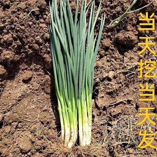 农家自种新鲜小香葱小葱小分葱小白露葱香葱蘸酱蔬菜湖北农家菜A