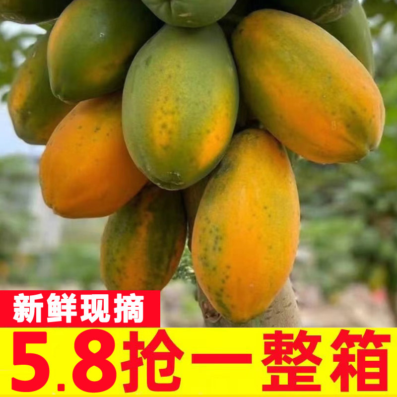 红心牛奶木瓜9斤新鲜水果