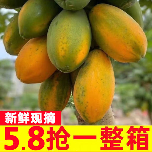 红心牛奶木瓜9斤新鲜水果