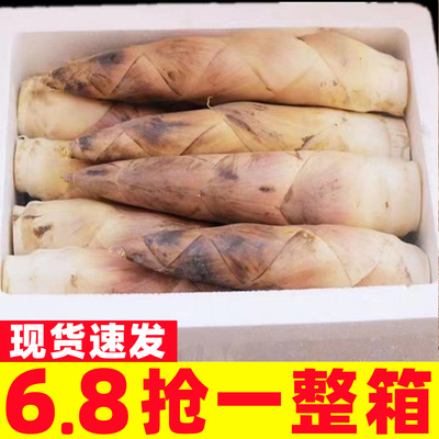 雷笋新鲜现挖春笋福建鲜竹笋