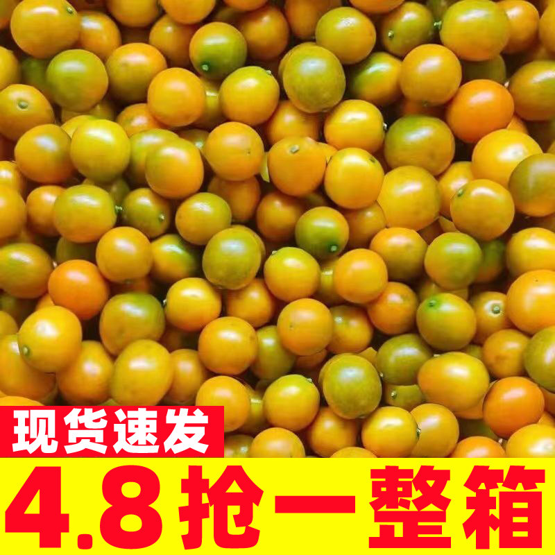 广西桂林脆皮小金桔5斤新鲜水果脆甜冰糖金桔应当季 - 鲜昌盛生鲜旗舰店出品