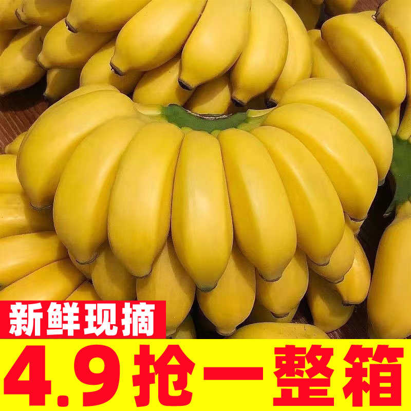 正宗广西小米蕉香蕉10斤新鲜水果当季鲜苹果蕉自然熟粉蕉包邮