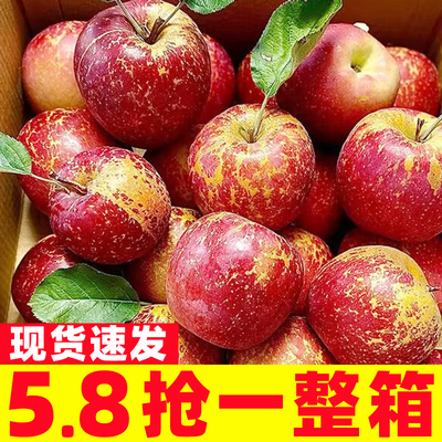 大凉山盐源丑苹果新鲜水果